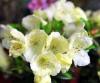 Rhododendron Wren